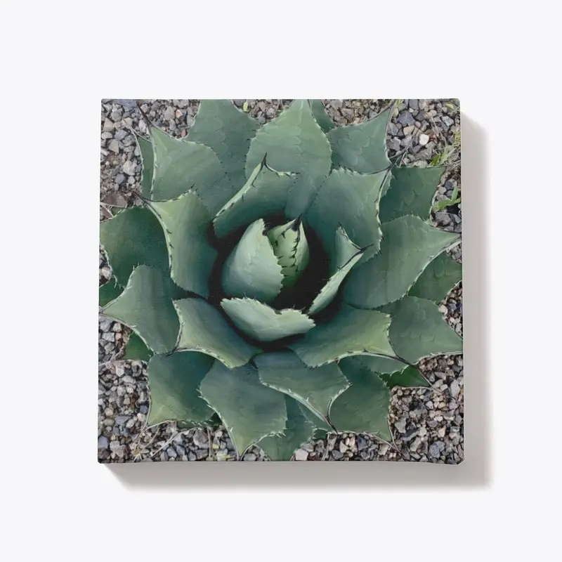 Original Photography: Succulent